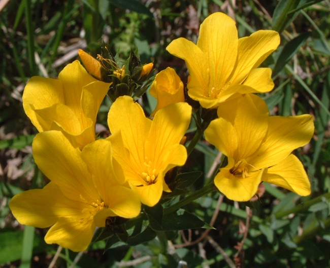 Linum capitatum / Lino capitato